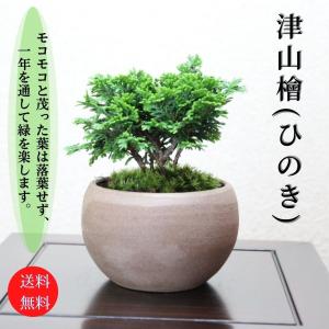 根上りの五葉松盆栽 送料無料 樹齢数百年のような趣を感じさせる根上