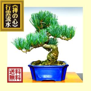 盆栽 松 錦松 樹齢13年 渾身の傑作 極太幹の「夢錦」 : 和心盆栽