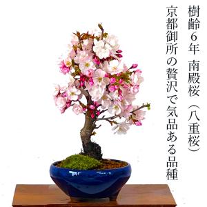 盆栽小鉢：美芸（常滑）六角鬼面足面付鉢 15.5cm*資材 : 遊恵盆栽