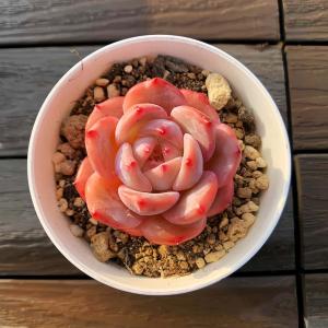 新入荷 多肉植物 ピンクベリー 大群生 るる農園 : るる農園 - 通販