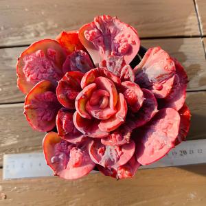 農園直売 多肉植物 寄せ植え エケベリア属 ラウイ（大） 美苗 抜き苗