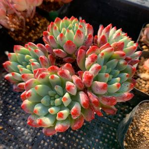 農園直売 多肉植物 寄せ植え エケベリア属 オウンスロー錦（単） 希少
