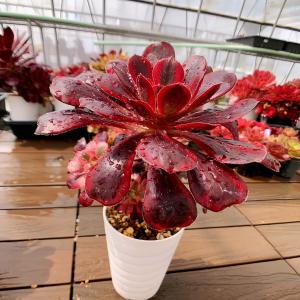 農園直売 多肉植物 アエオニウム属 金雀（群） 新品種 観葉植物