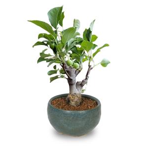 盆栽：無花果(いちじく) 現品*イチジク Ichijiku 中品盆栽 : 遊恵盆栽