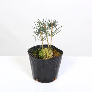 苗・盆栽苗：石化桧 *せっかひのき/セッカヒノキ : 遊恵盆栽 Yahoo!店