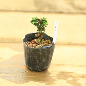 苗・盆栽苗：石化桧 *せっかひのき/セッカヒノキ : 遊恵盆栽 Yahoo!店