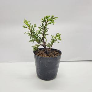 苗：さつき（若恵比寿） : 遊恵盆栽 Yahoo!店 - 通販 - Yahoo!ショッピング