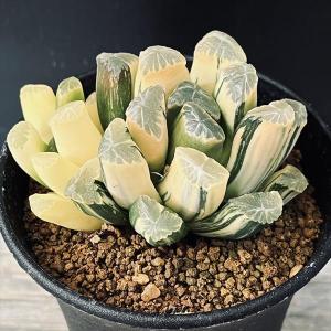 多肉植物：ハオルチア 月光（特大凸丸窓スプリンプト）×水晶未来（N