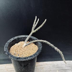 サボテン：ギムノカリキウム 黒刺天平丸*幅5.5cm 現品！一品限り