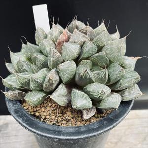 多肉植物：ハオルチア コンプト錦*幅9.5cm 現品！一品限り : 遊恵
