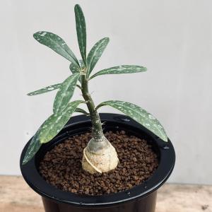 コーデックス：ユーフォルビア エクロニー 鬼笑い*塊幅1.5cm 現品
