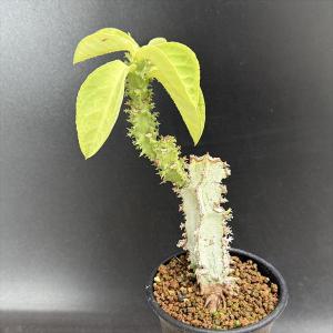 コーデックス：パキポディウム ウィンゾリー 実生 L*塊根幅1.5cm