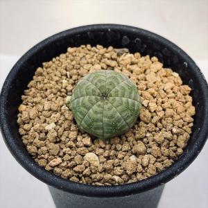☆特価・訳あり☆サボテン：ロフォフォラ 銀冠玉*幅4cm ※焼け・傷