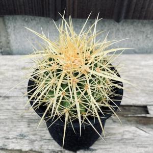 サボテン：フェロカクタス 巨鷲玉 実生*幅20cm 現品！一品限り