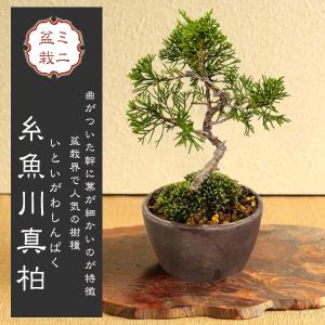 がじゅまる盆栽： 特選ガジュマル 多幸の樹*苔・石付き 青軸変形鉢