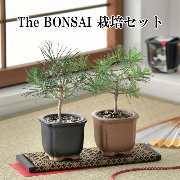 The BONSAI 栽培セット 黒松 赤松 栽培キット 栽培 セット キット 松