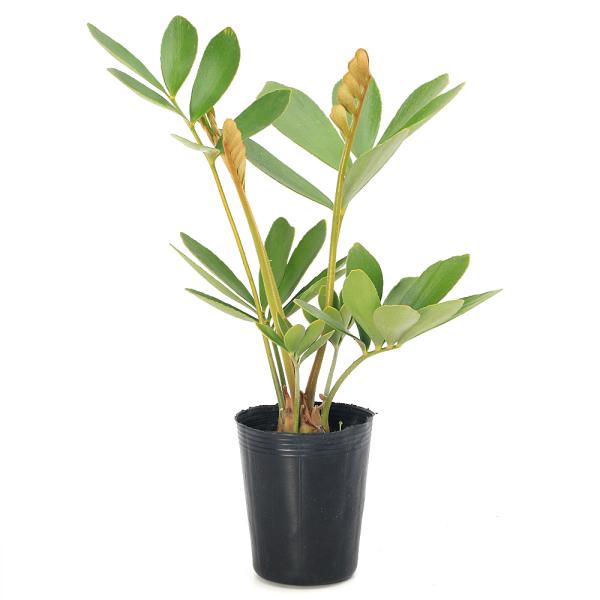 観葉植物）ザミア フルフラセア 3号（1鉢） : チャーム charm ヤフー