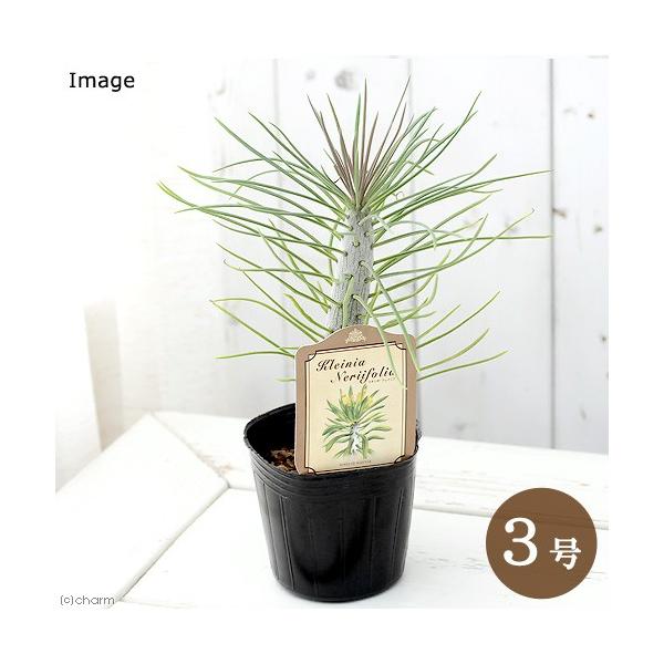 チャーム（charm） （多肉植物）セネシオ クレイニア（モンキーツリー