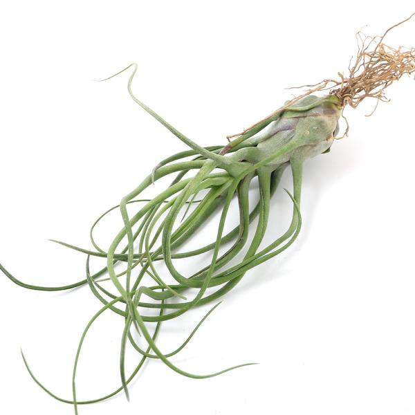 チャーム（charm） （観葉植物）エアープランツ チランジア ショー