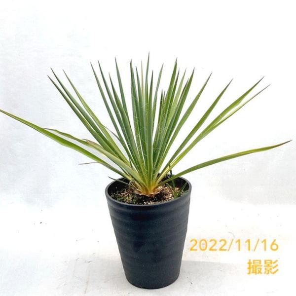 akatsukagarden_2211069