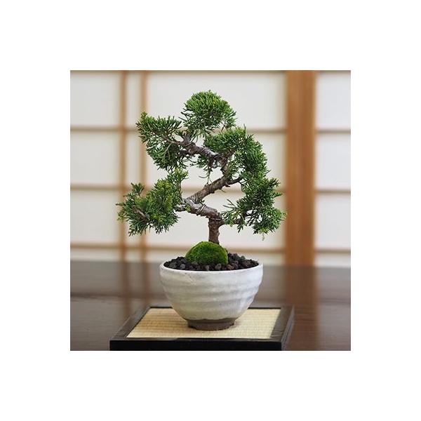 真柏【真柏 盆栽 ミニ盆栽 鉢植】 : 盆栽妙 ヤフー店 - 通販 - Yahoo