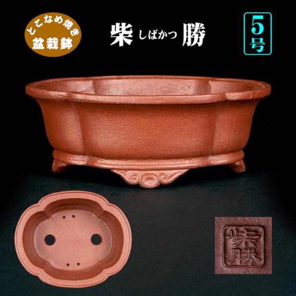 盆栽鉢 柴勝外縁下紐木瓜式鉢 常滑 泥鉢 5号 紫泥 朱泥 小品盆栽 ミニ