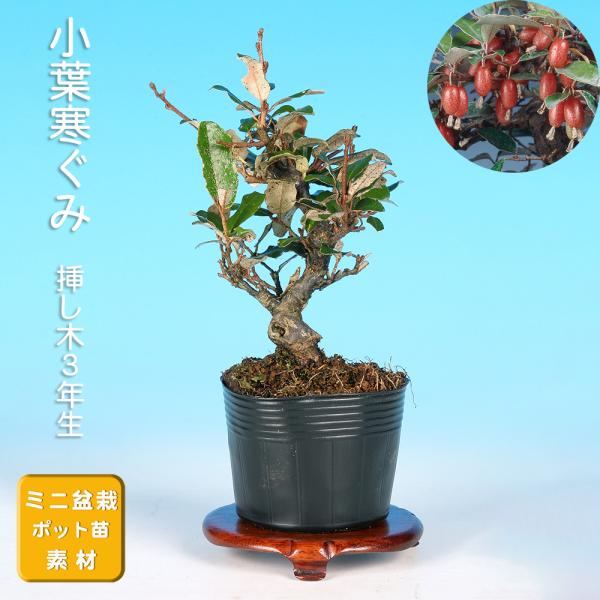 bonsaisaite_ha00219