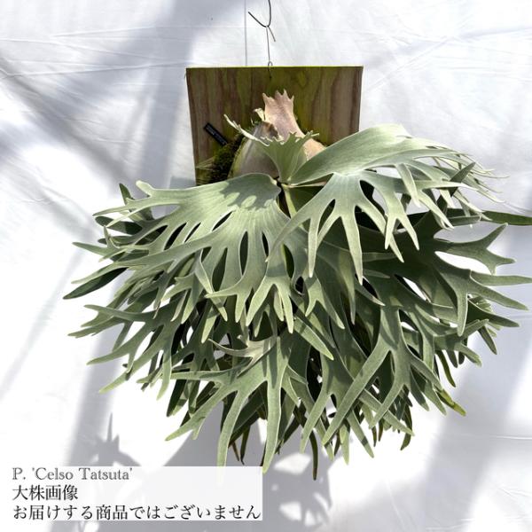 bandlaqua_40785
