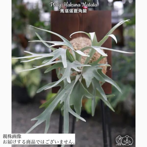 bandlaqua_41154