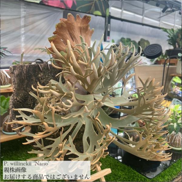 bandlaqua_41163