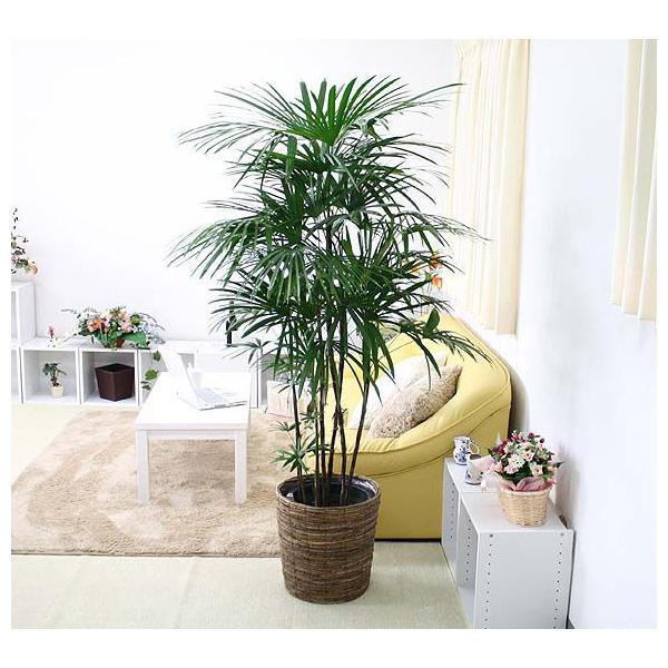 観葉植物 10号 シュロチク」の人気商品一覧 | 安い商品を通販サイト