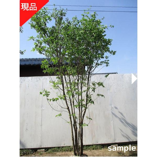 greenx2_00236