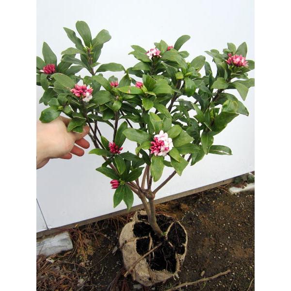 でかい 赤or白花 沈丁花 ジンチョウゲ 80cm前後(根鉢含まず) 苗 苗木