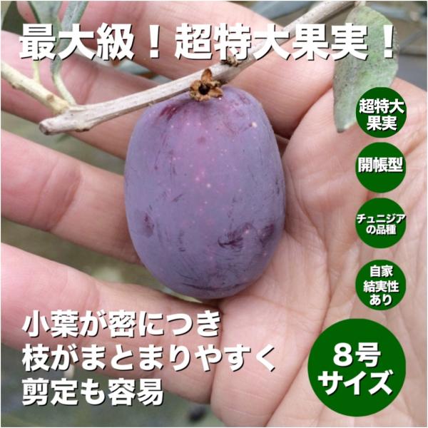 オリーブの木　バロウニ　7号　約130cm　K-306　希少品種　現品掲載