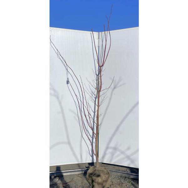 コハウチワカエデ 約2.1m 現品発送 特大株 植木苗木大苗 小羽団扇楓