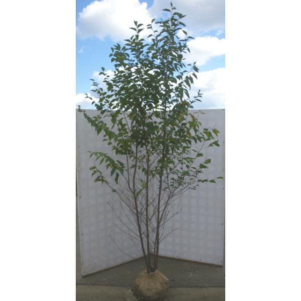 エゴの木 株立ち 約2.5m エゴノキ 美樹形株 超特大植木苗木 規格販売