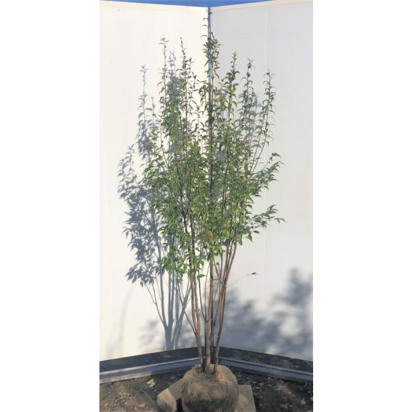 ハイノキ 株立ち 約2m 特大株 植木苗木 灰の木 規格販売 お買い得な
