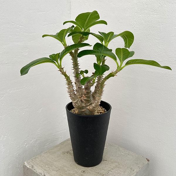 観葉植物 パキポディウム ウィンゾリー（実生） 4号鉢植え23-04 : 園芸