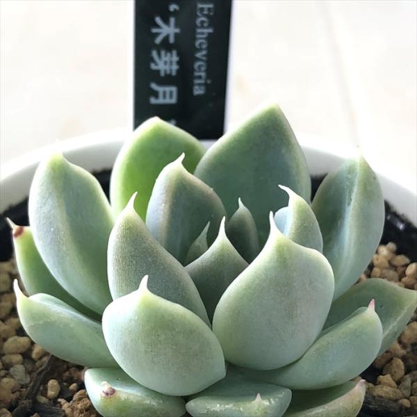 多肉植物 yukエケベリア 木芽月 優木園さんの苗 命名株 送料無料