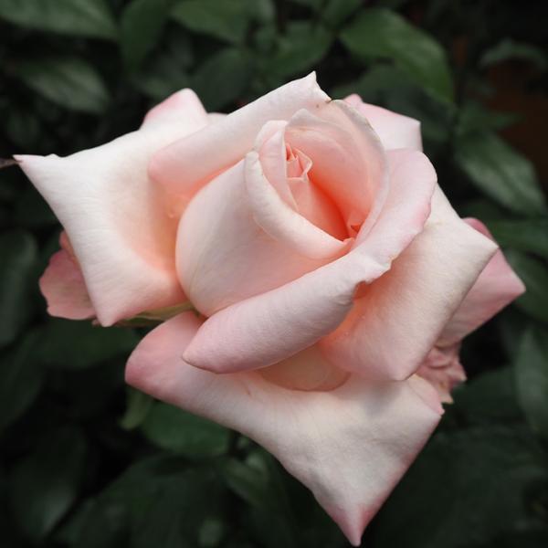 flower-net_z231207116