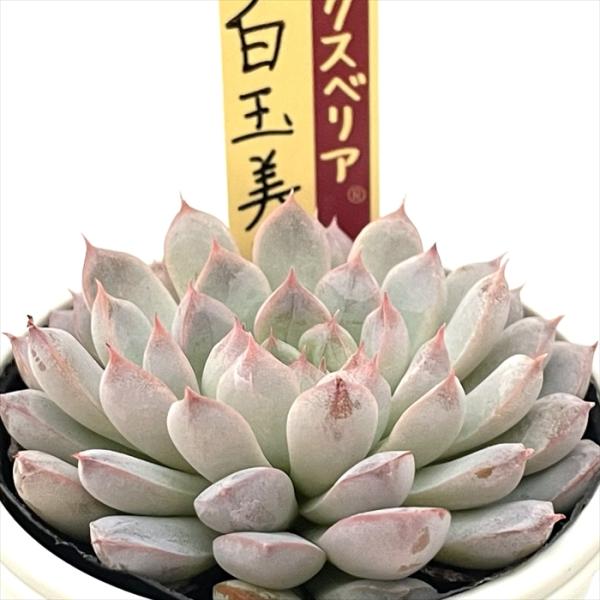 多肉植物 oriミックスベリア No.064 白玉美尼 おらいさん苗 送料無料