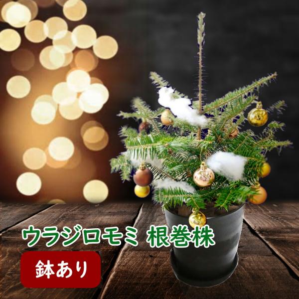 fujiengeiya_urajiromomi02