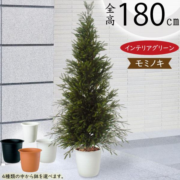 観葉植物 おしゃれ 大型 モミの木 インテリアグリーン もみの木