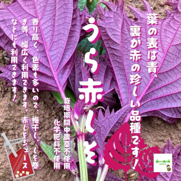 うら赤しそ（うら赤じそ） ☆農薬や化学肥料は使用しておりません 埼玉