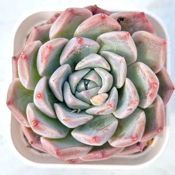 多肉植物 エケベリア リラシナ×ヒアリナHyb 7.5cmポット苗 : ハニー