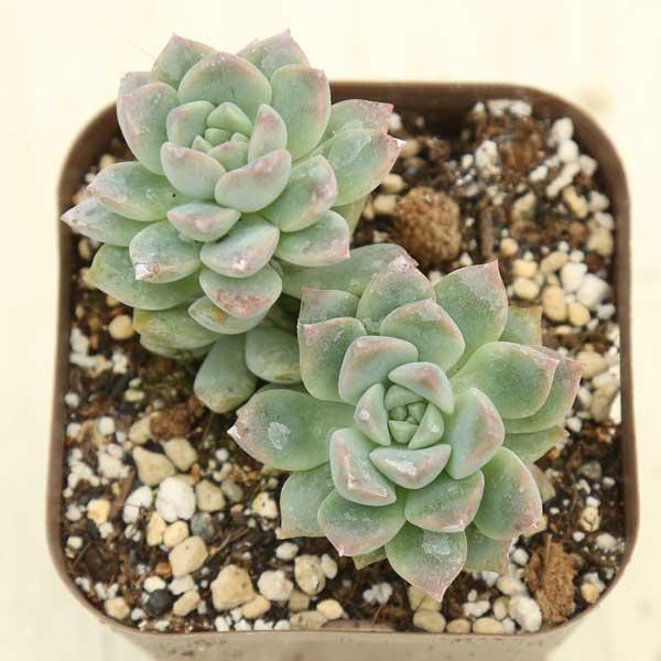 多肉植物 プロリフェラ 7.5cmポット苗 : ハニーミント - 通販 - Yahoo