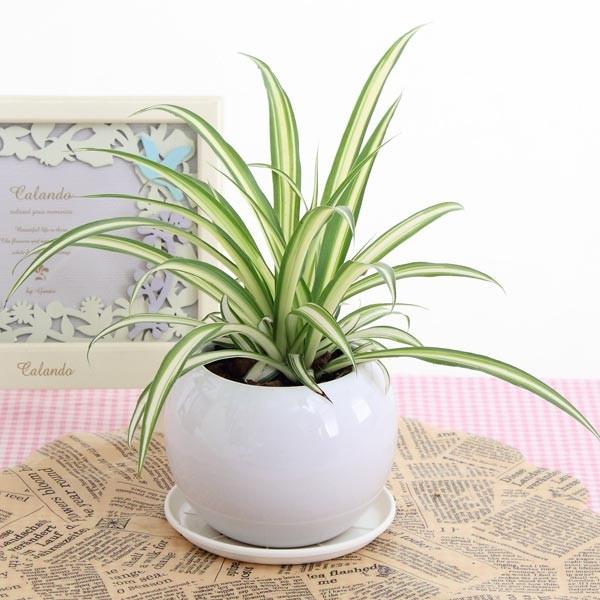 オリヅルラン 空気浄化観葉植物 生花 陶器鉢 プラ鉢皿付 : 花と緑のは