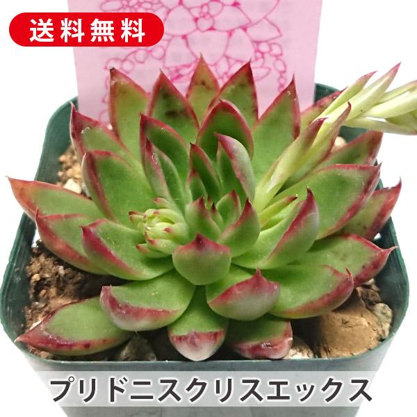 多肉植物 プリドニスクリスエックス エケベリア属 カット小苗 多肉