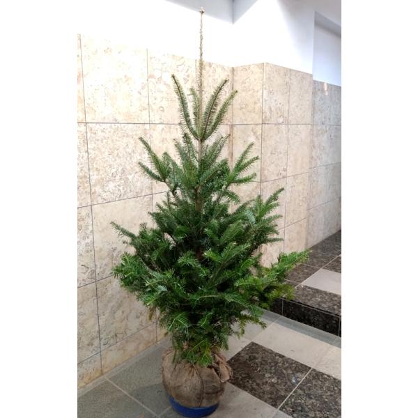 植物・植木 本物のもみの木（樅の木／モミの木） 根巻（鉢なし）幹丈