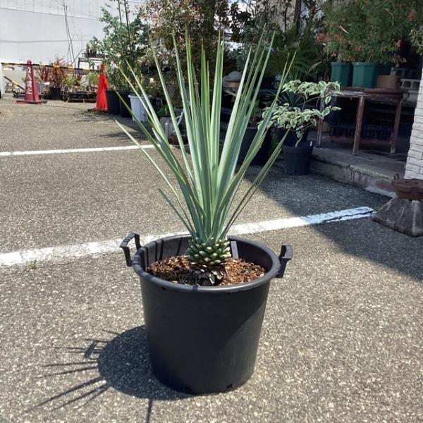観葉植物 ユッカ リギダ 幹上げ68センチ インテリア 素敵なプランツ